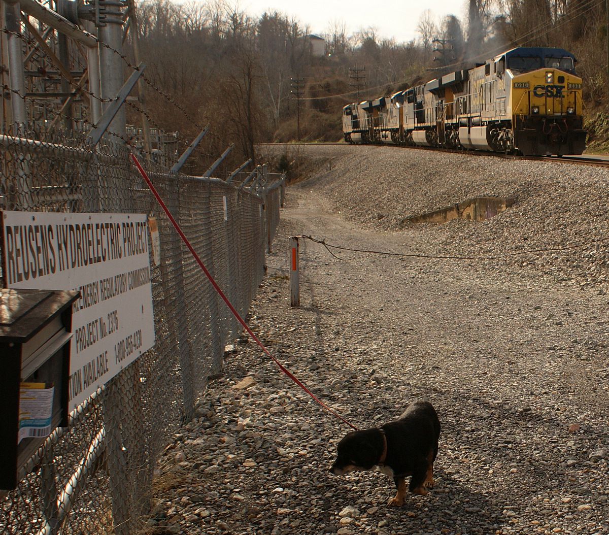 682 - Pooch Trudy and the approaching X79227 squishing a mudhole